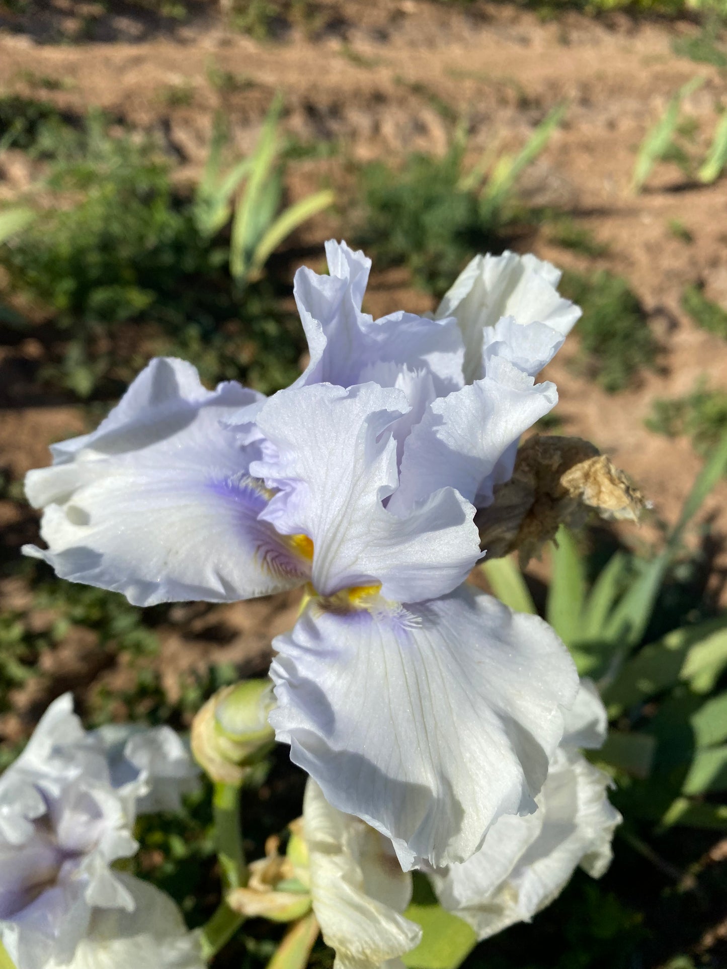 Noid 28.6 Light Blue