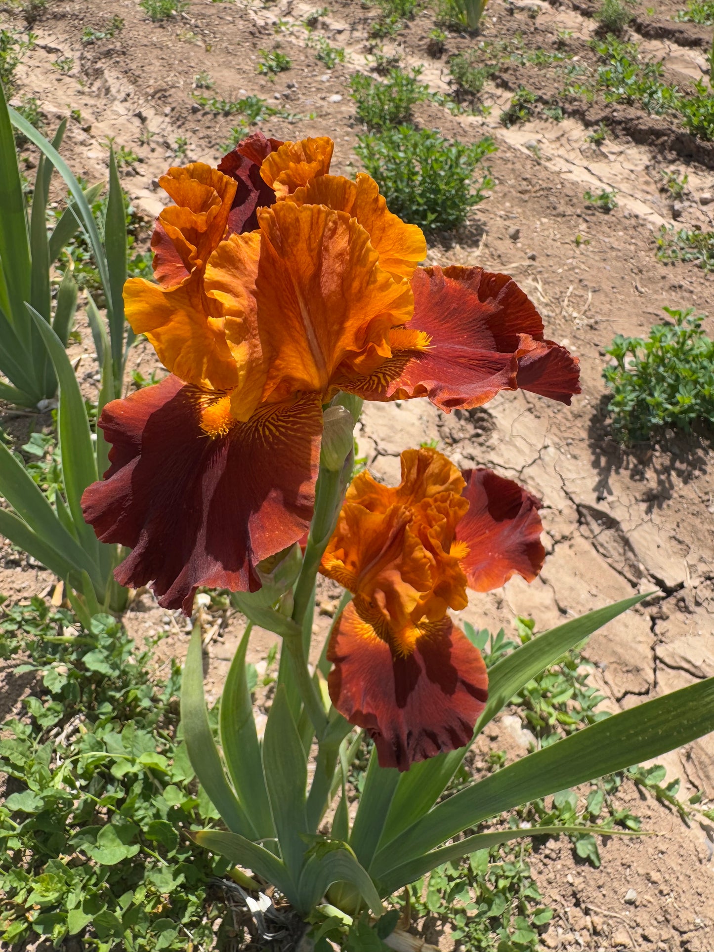 Colorado Expressions