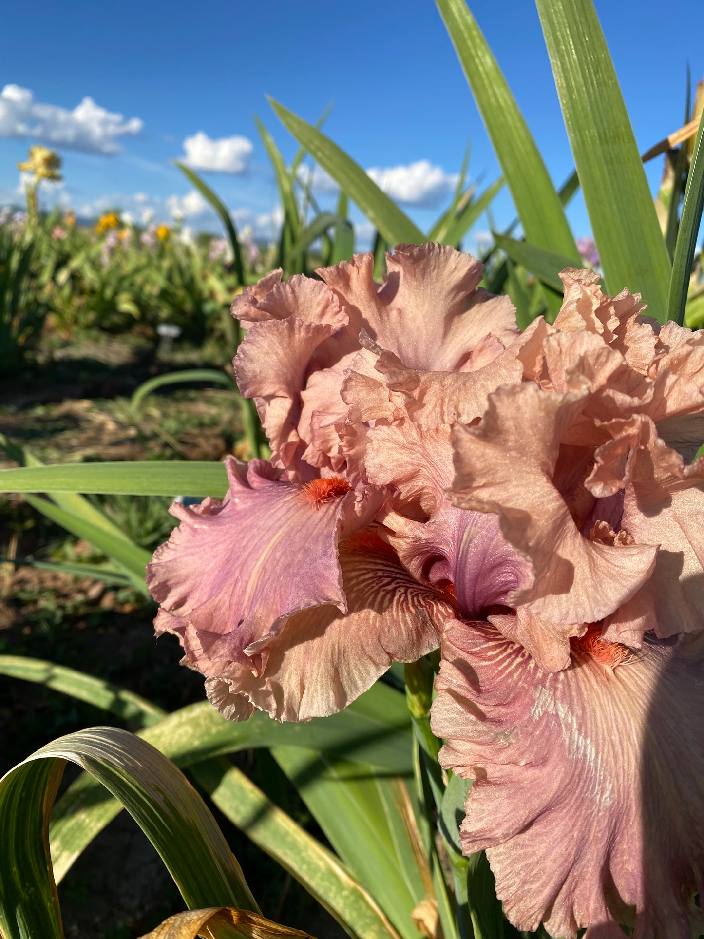 Good Morning Beautiful