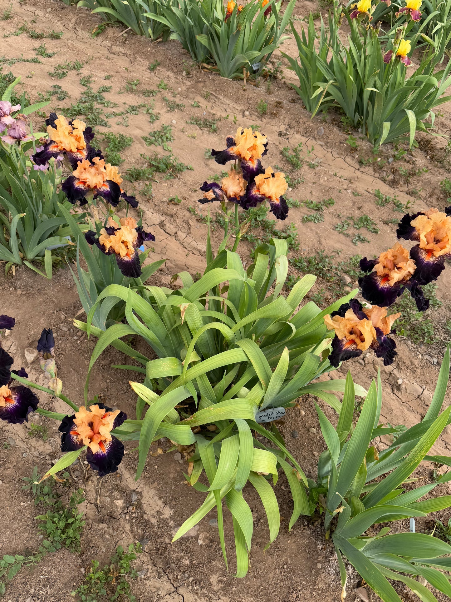 Greatest Show On Earth