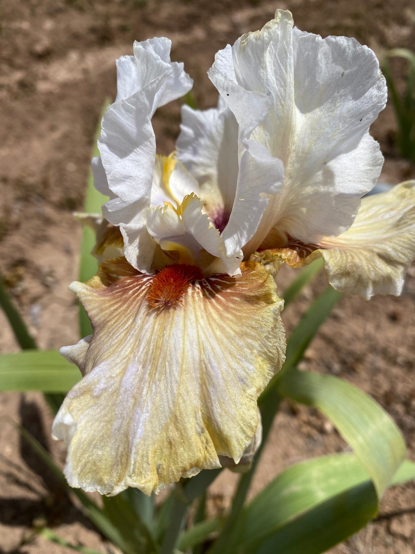 Guatemala