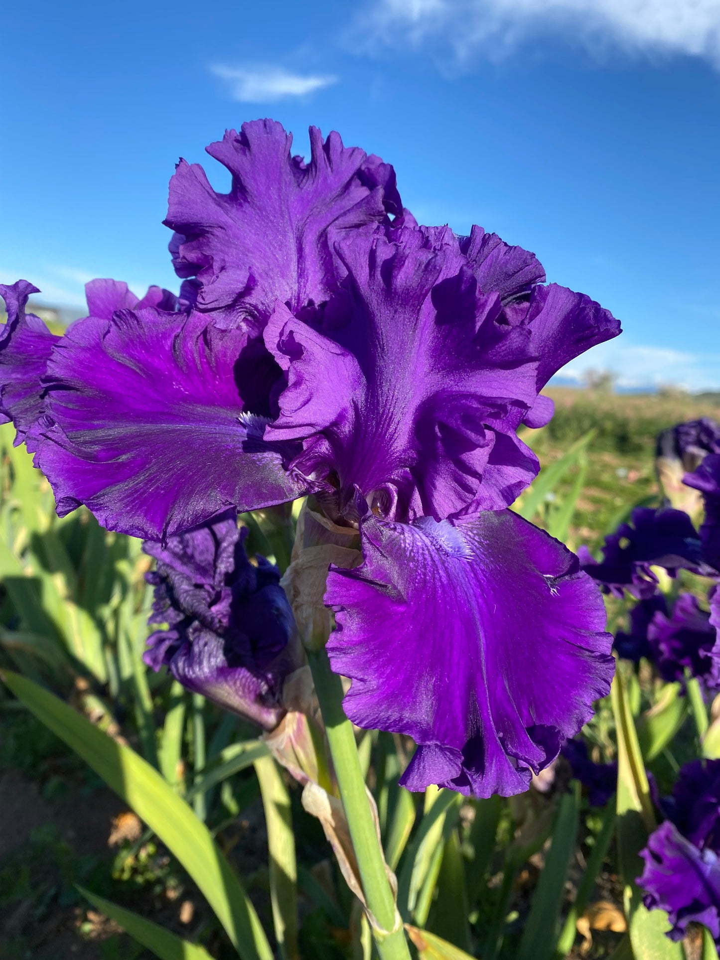 Magnificent Masterpiece