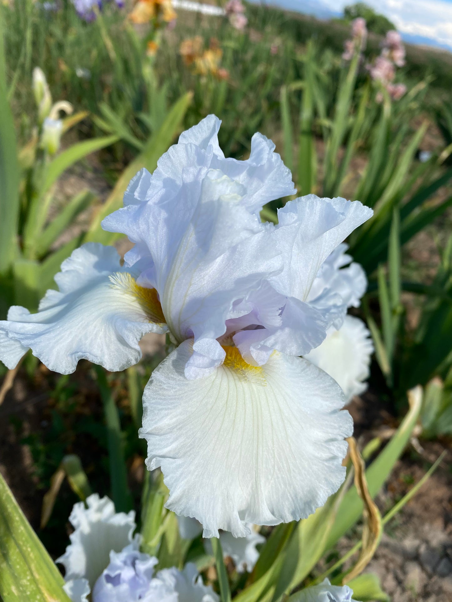 Misty Morning Melody