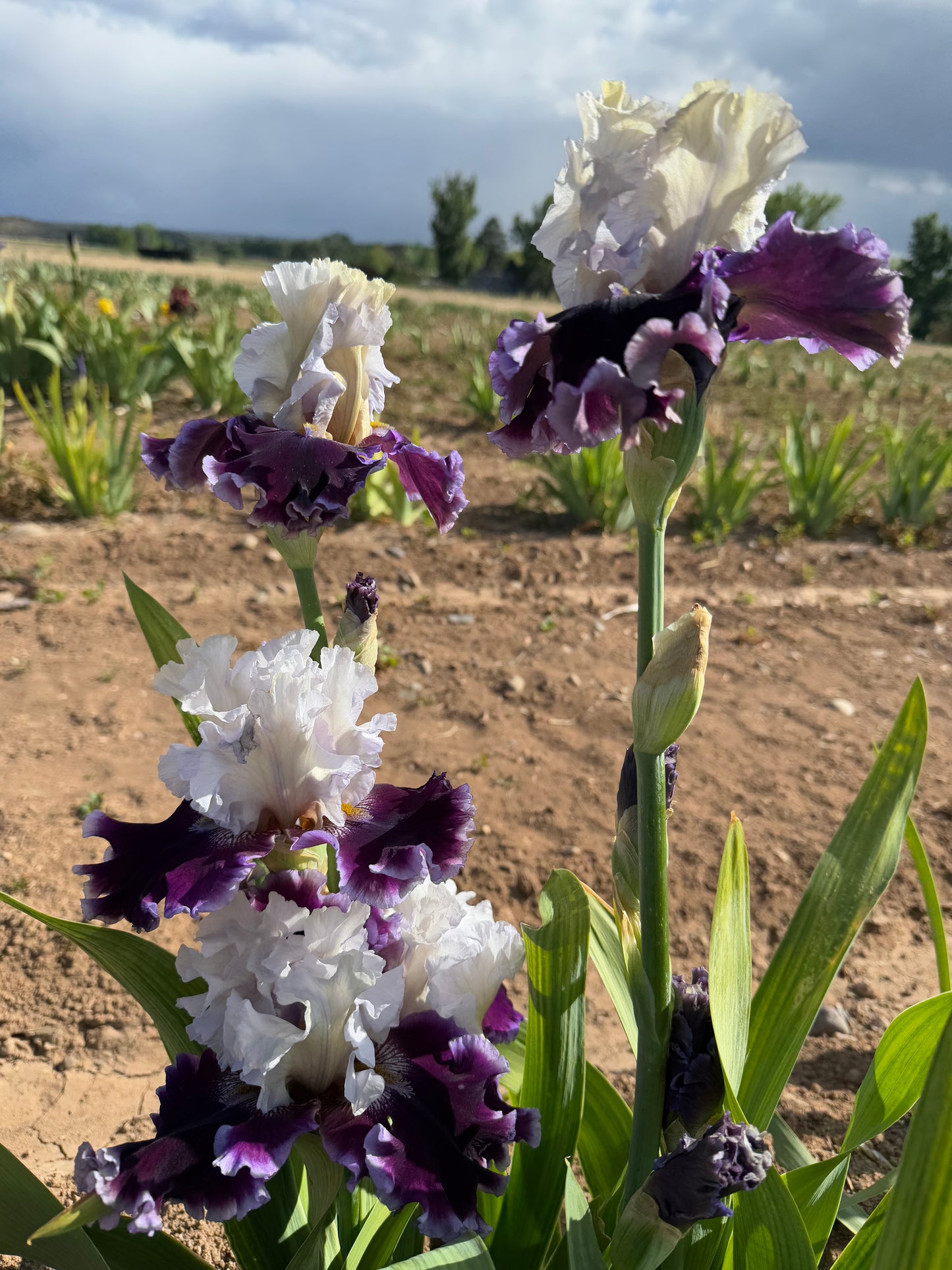 Noid 41.45 White and Purple Ruffled