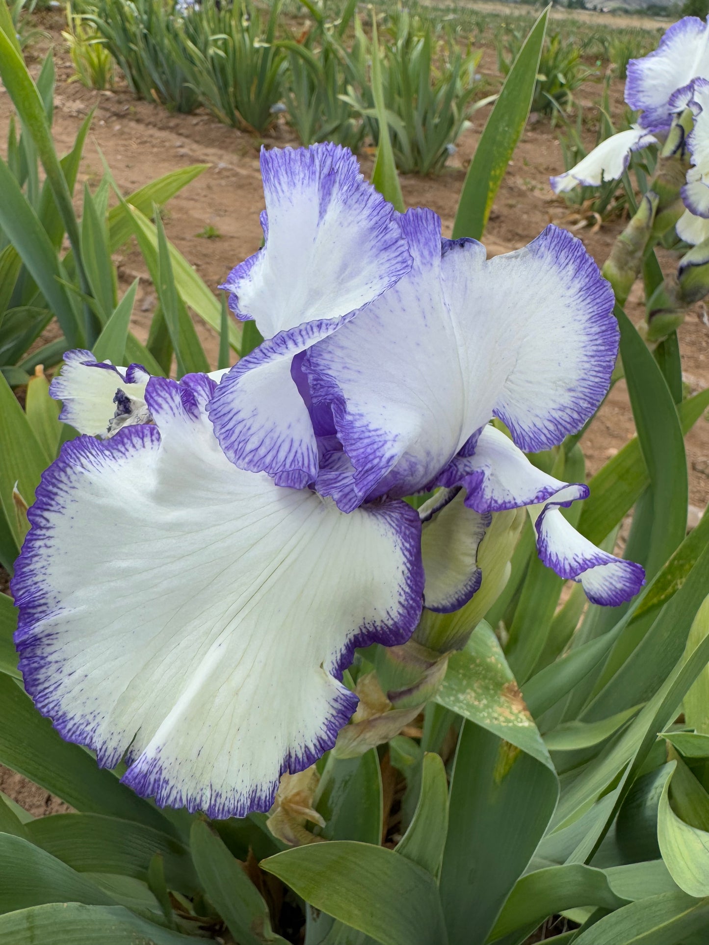 Noid 40.34 white and purple plicata