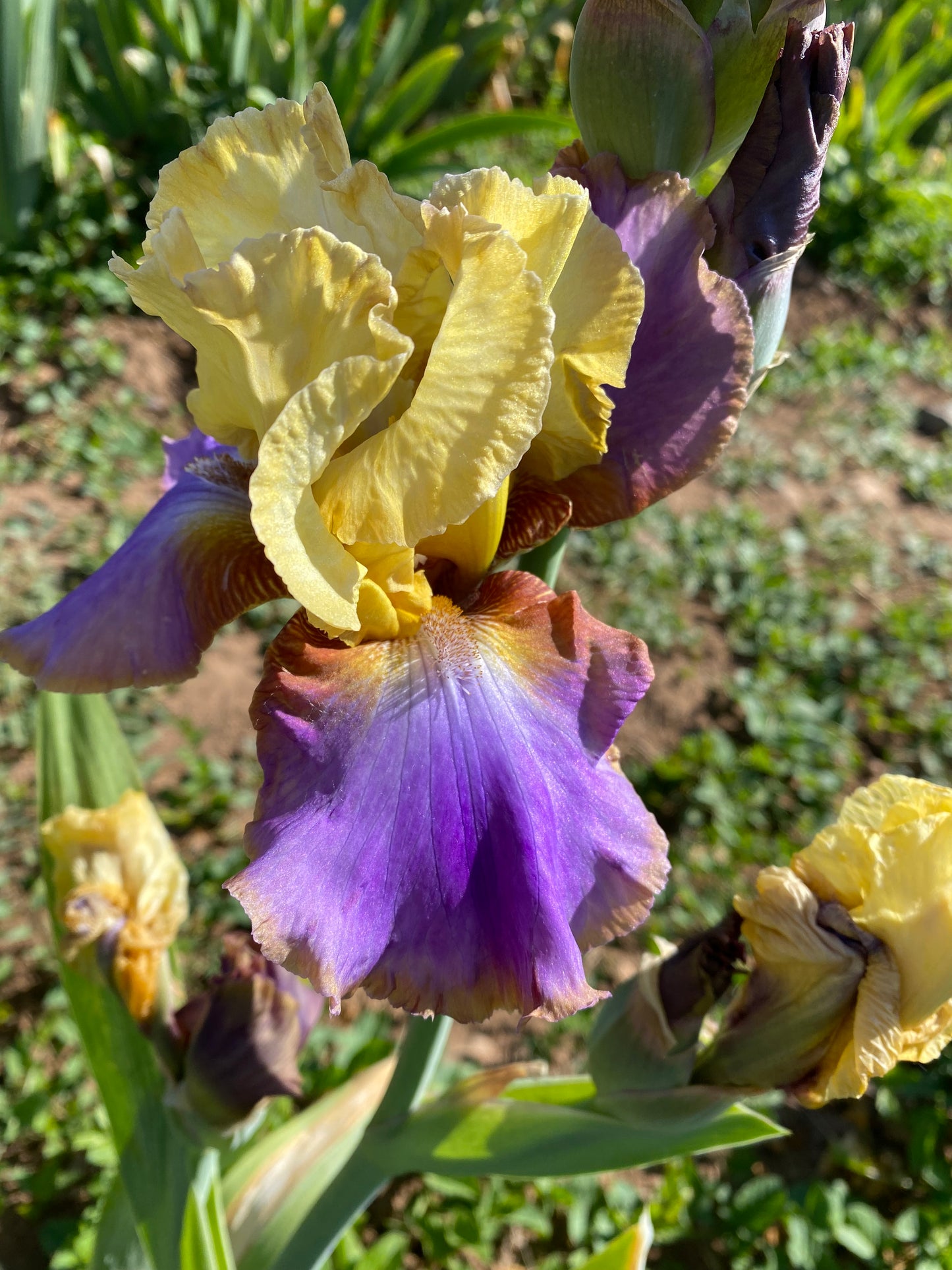 Peaceful Easy Feeling