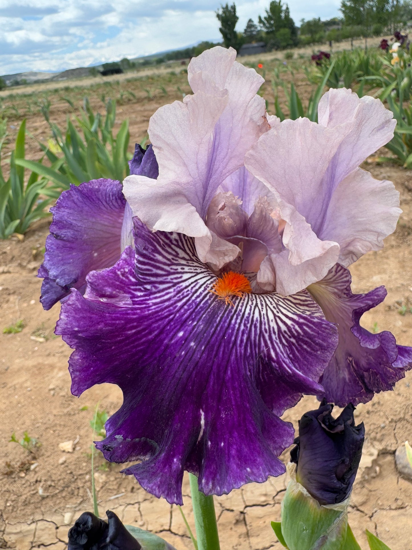Purple Essence