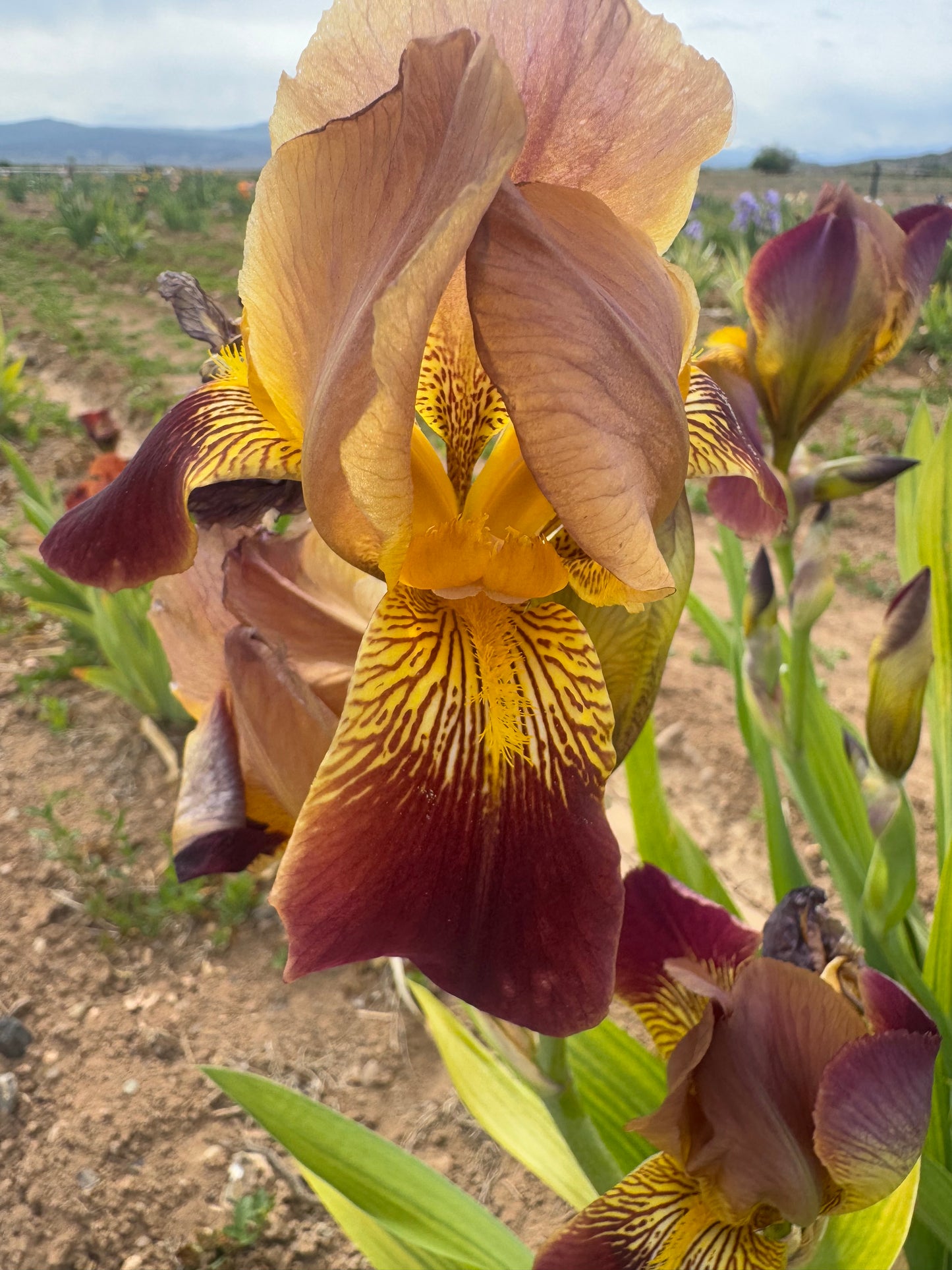 Noid 1.8 Red (42.28)