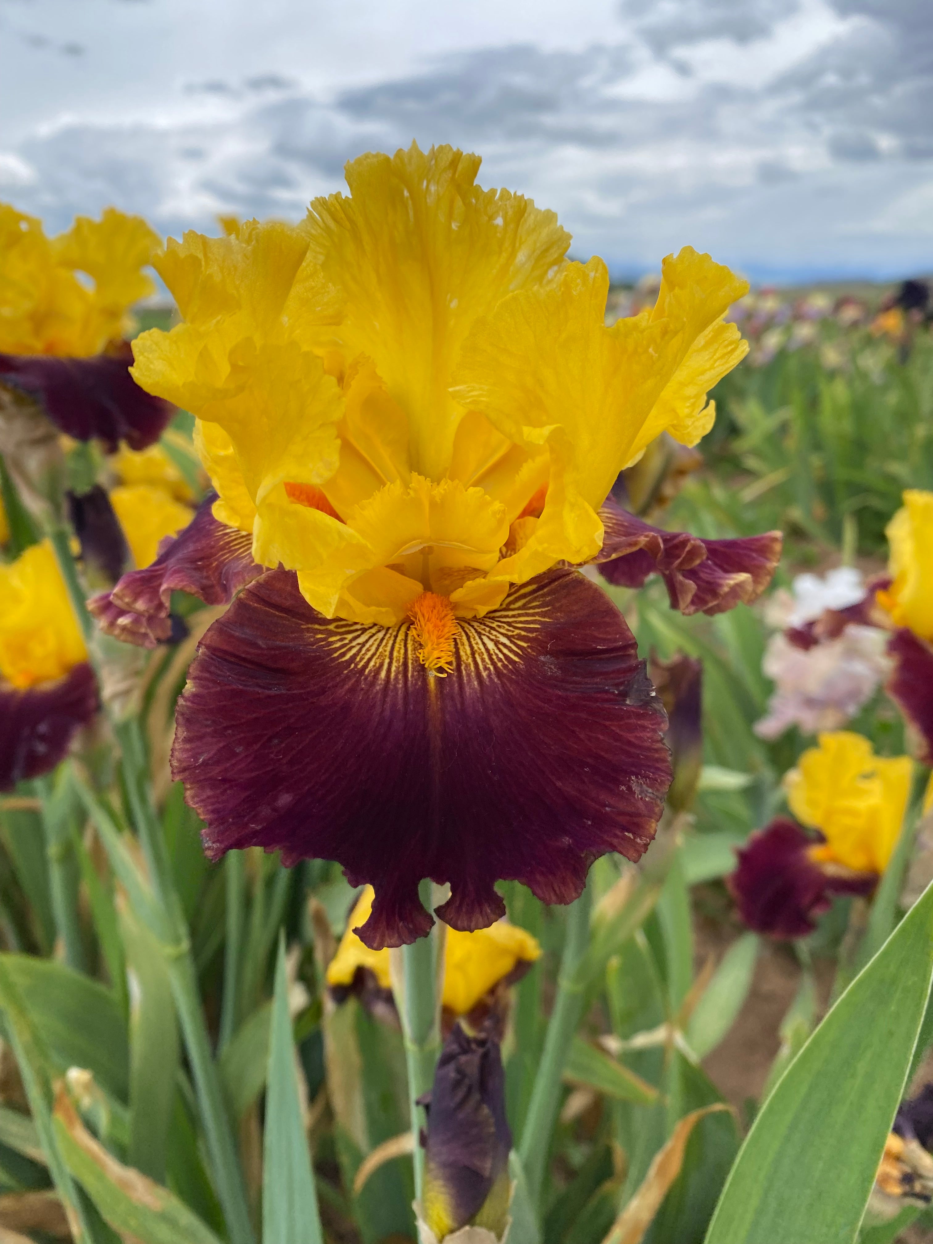 Robert Van Liere – Page 3 – Ripple Effect Iris Farm
