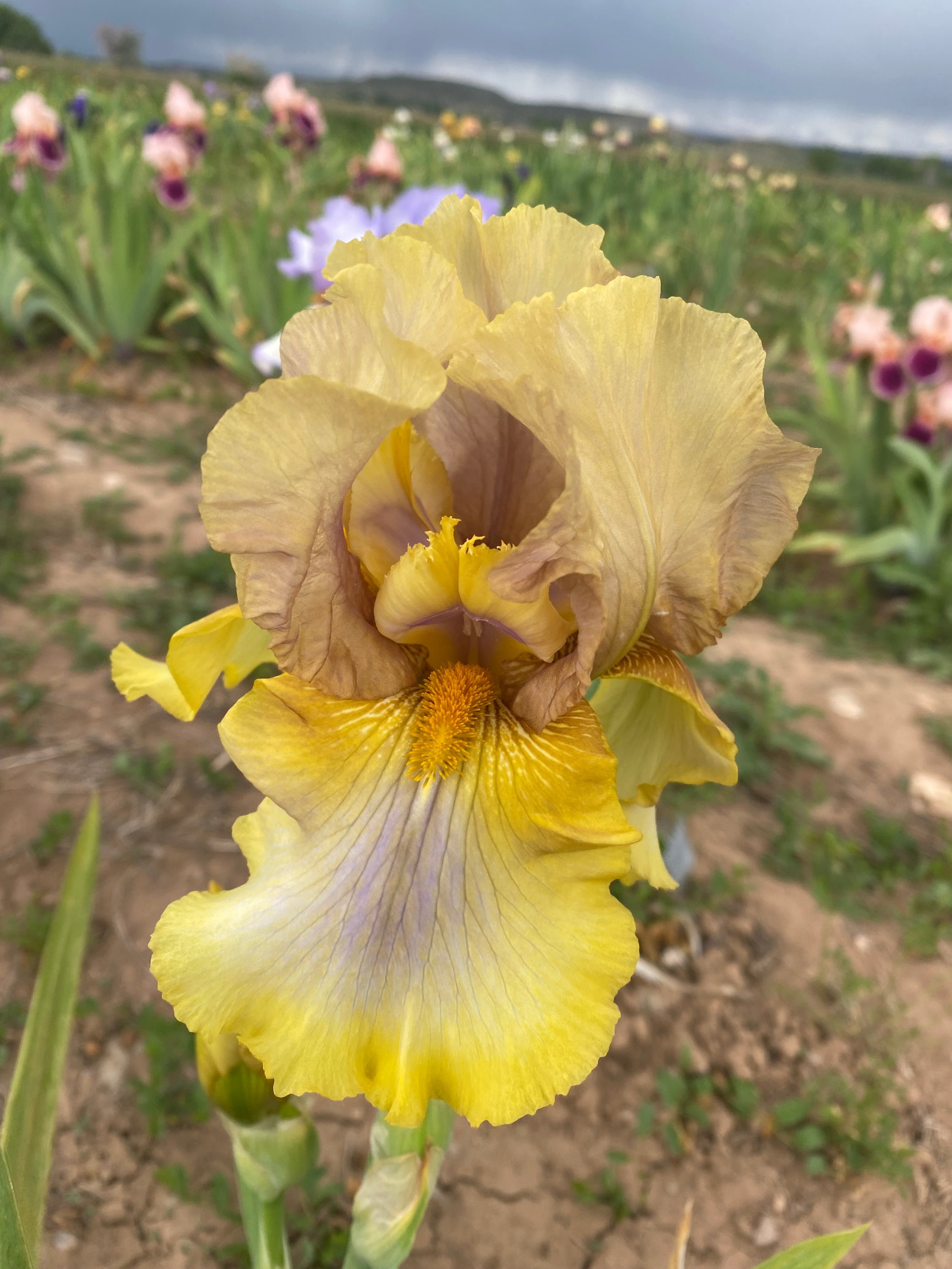 Brown – Ripple Effect Iris Farm