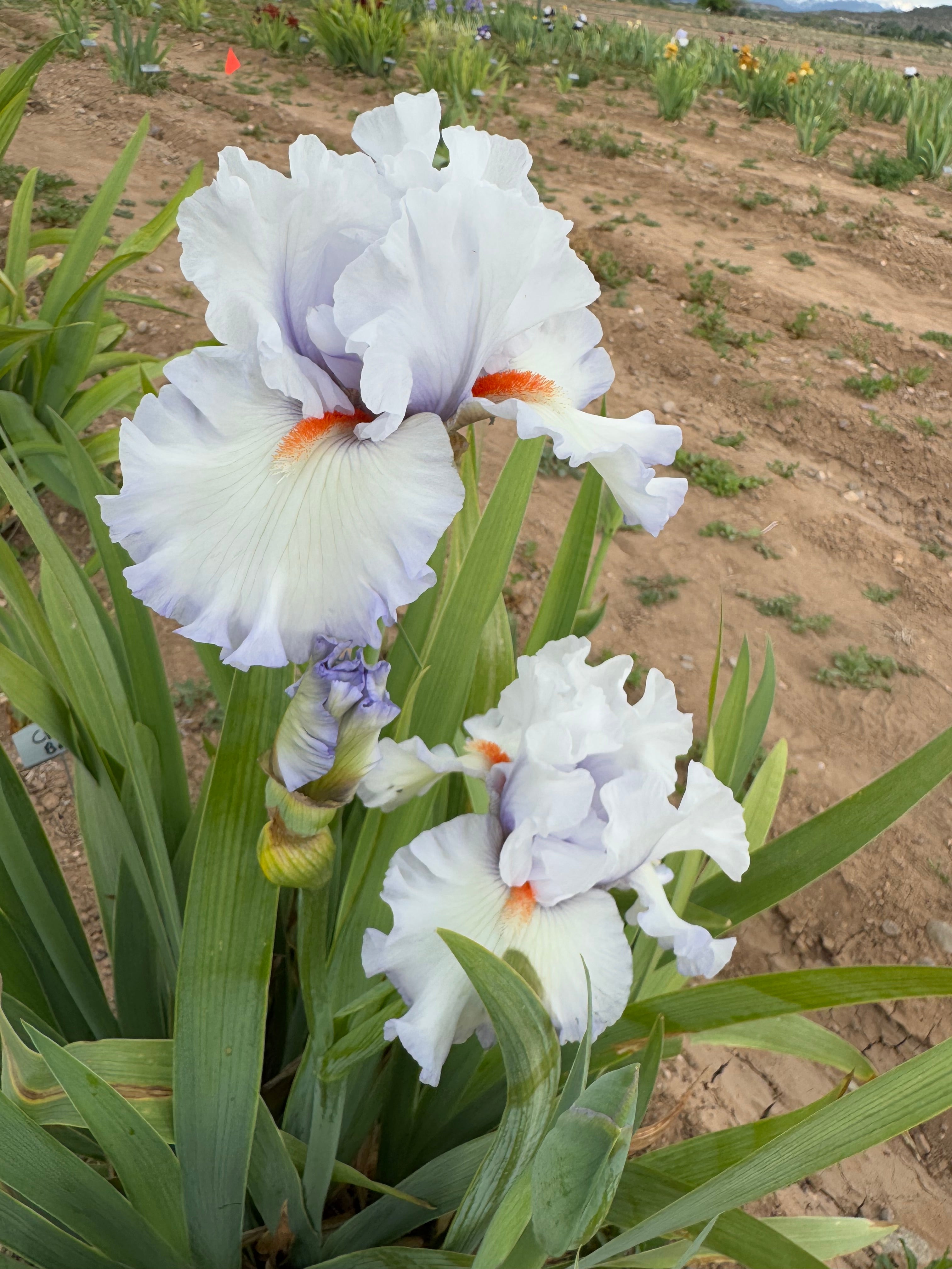 Aaaa Effect Waterline – Ripple Effect Iris Farm