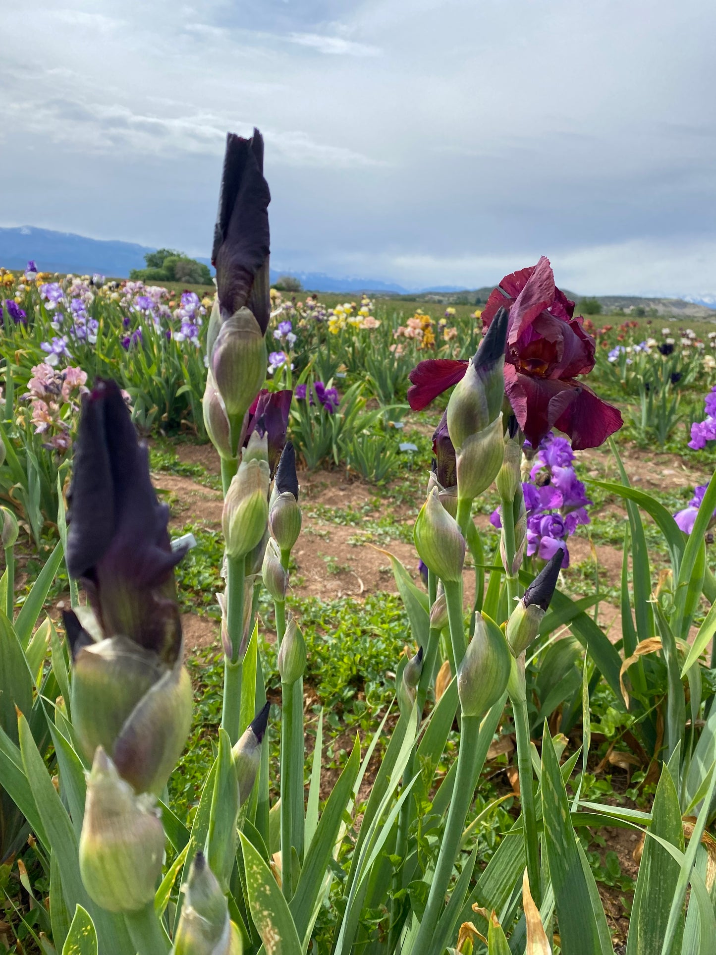 Noid 27.1 Velvety Wine