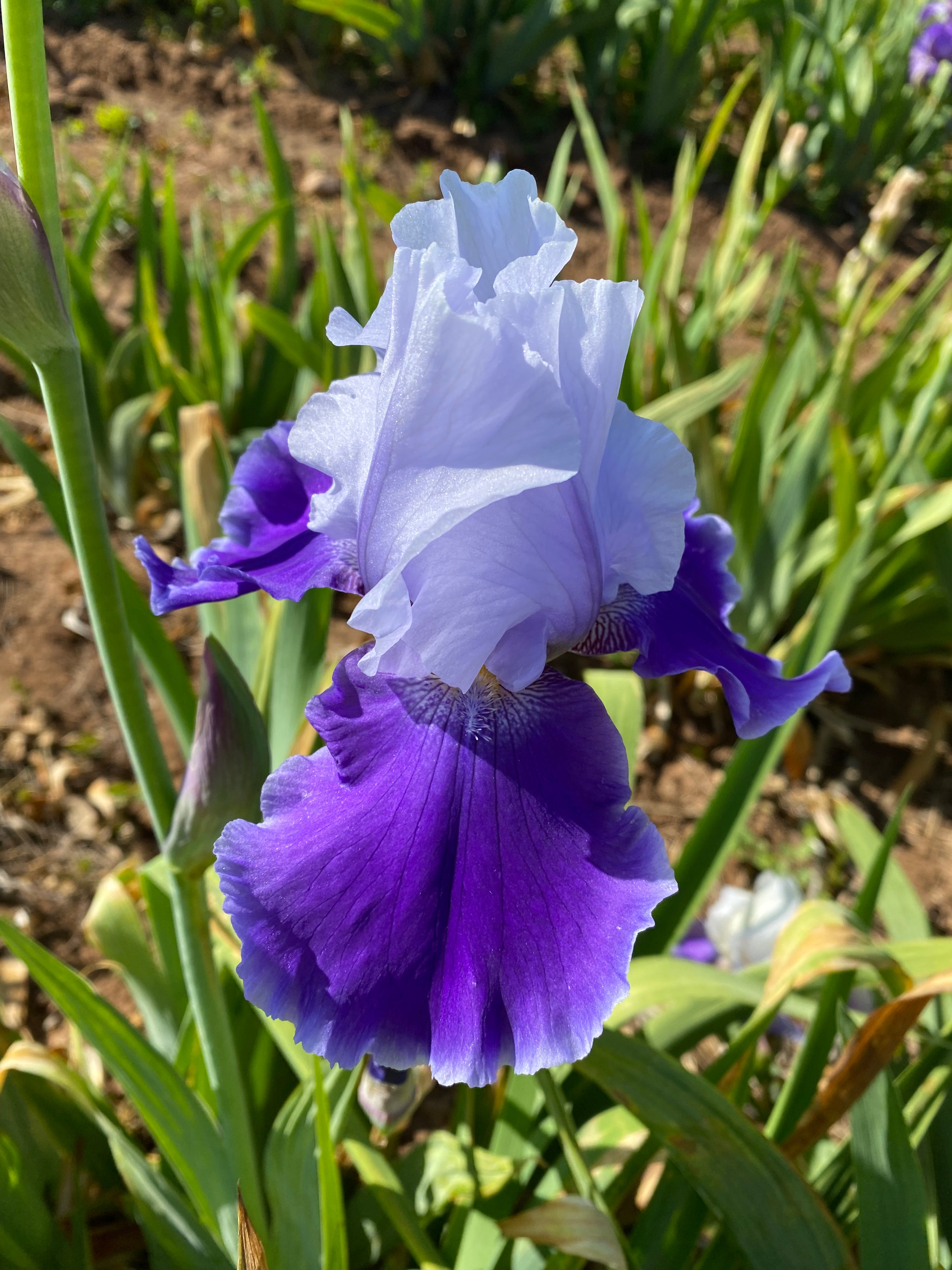 Noid 15.2 Blue Bicolor – Ripple Effect Iris Farm