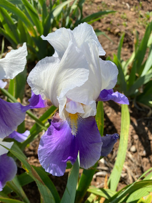 Noid 15.3 white/light purple