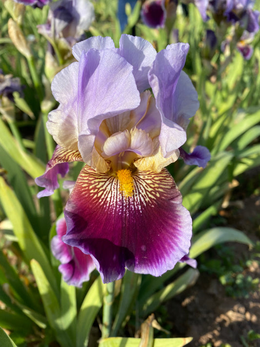 Mixed variety mailed in JUNE - 20+ colors FOR LESS THAN $2.50 EACH includes shipping