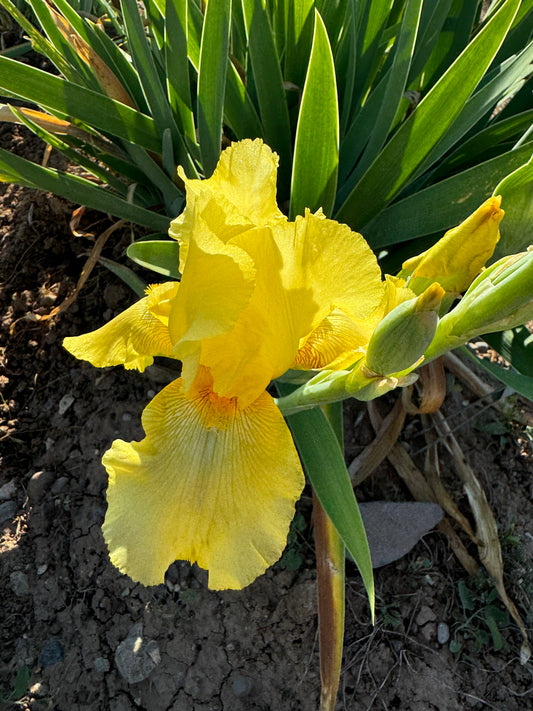 Noid 18.4 Yellow Rebloomer