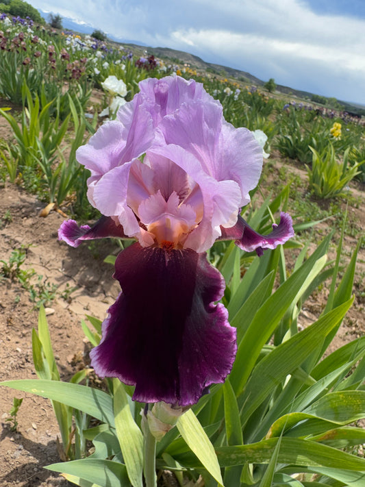 Noid 19.11 Pink/Wine