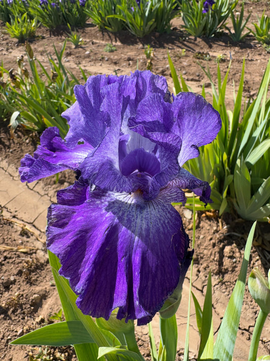 Noid 19.4 Light Purple