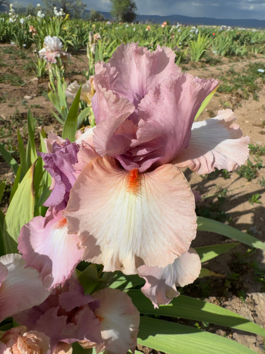 Keeping Up Appearances