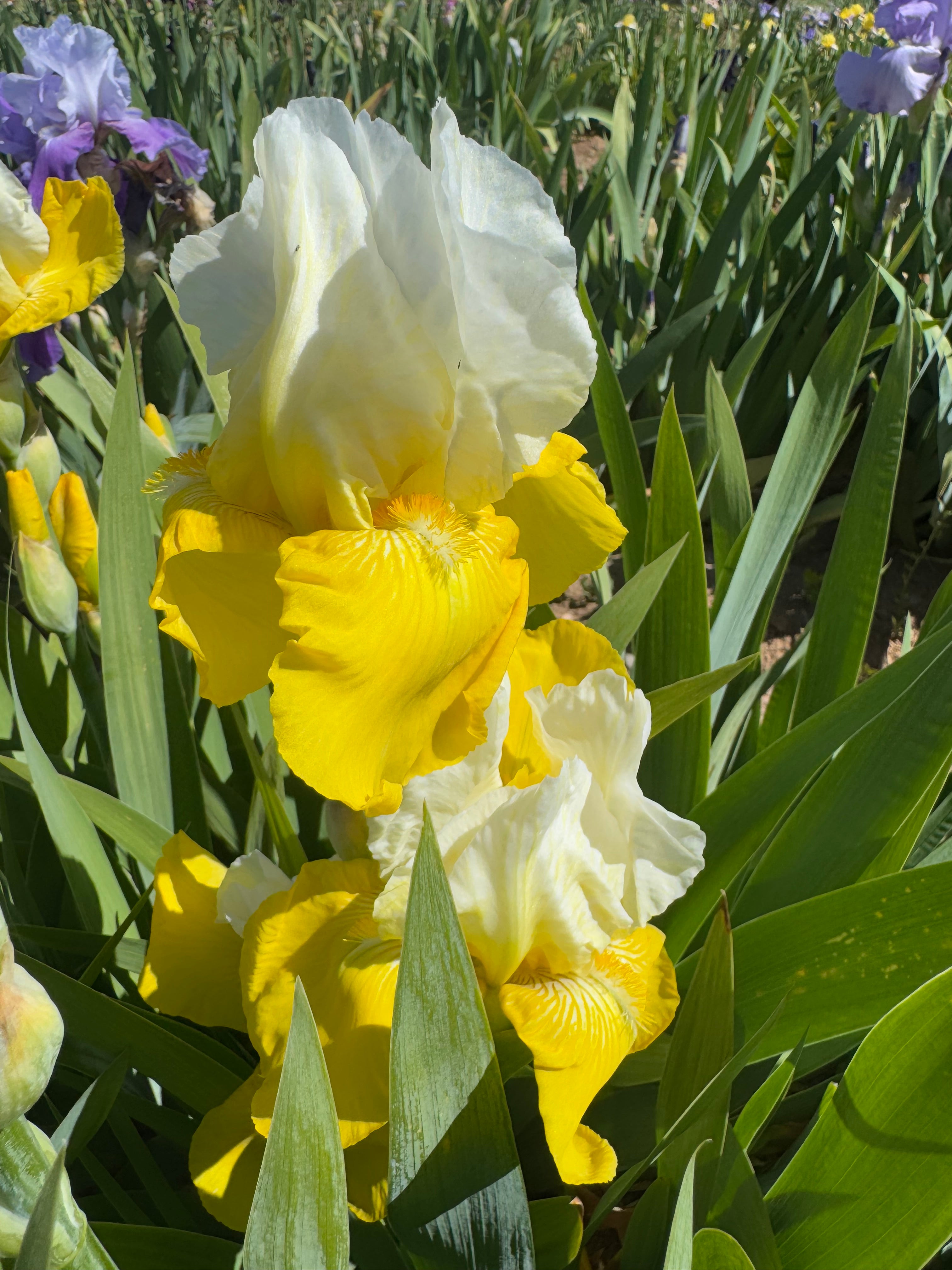 Noid 20.17 two tone yellow – Ripple Effect Iris Farm