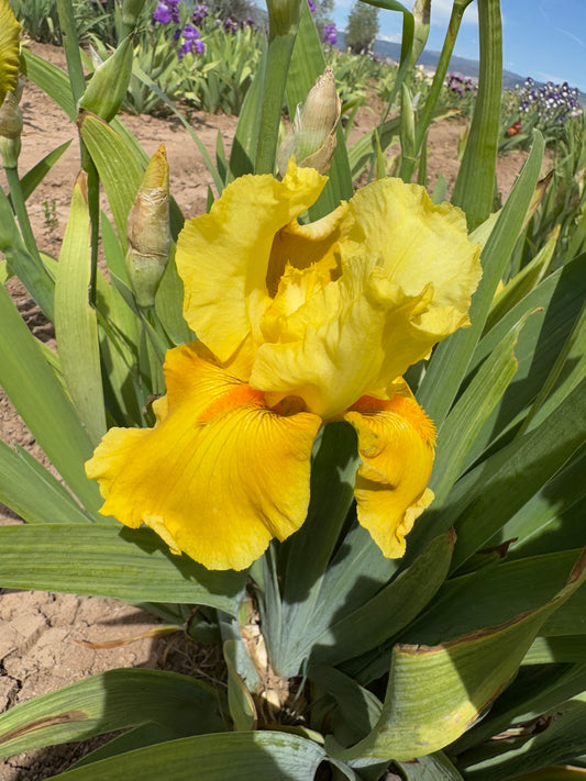 Noid 20.1 Darker Yellow