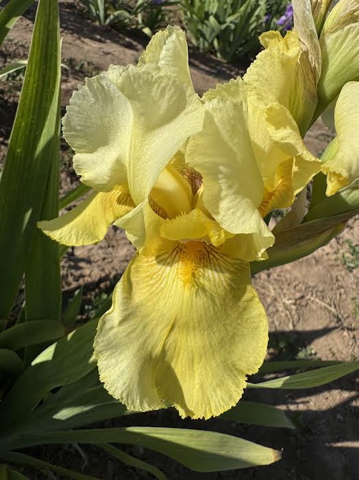 Noid 20.1 Lighter Yellow