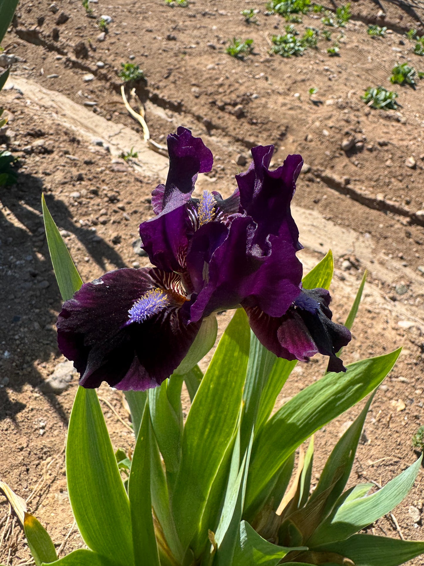 Trimmed Velvet