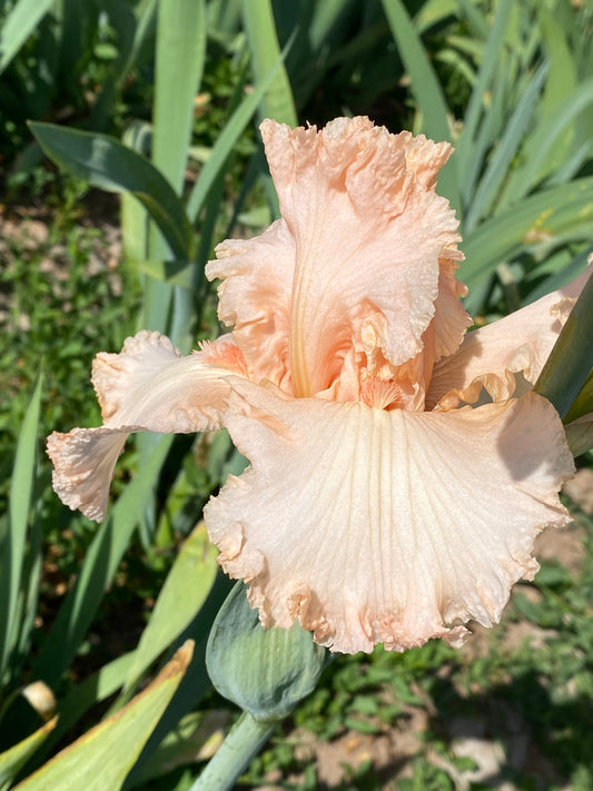 Noid 23.27 Pink or Peach