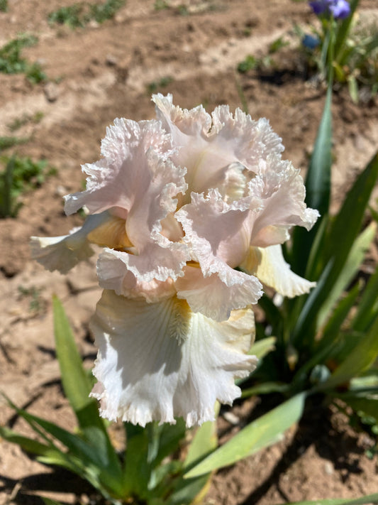 Noid 24.3 Peachy Pink