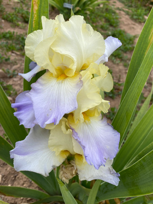 Noid 28.35 Light yellow/purple