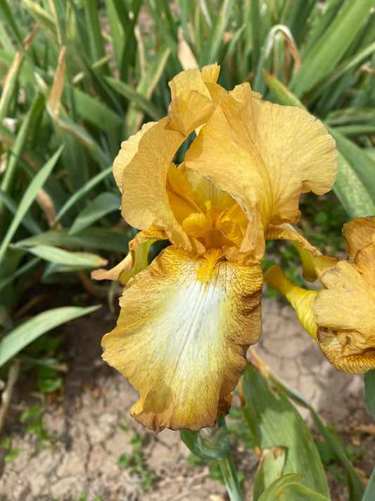 Noid 30.23 Yellow Bronze plicata