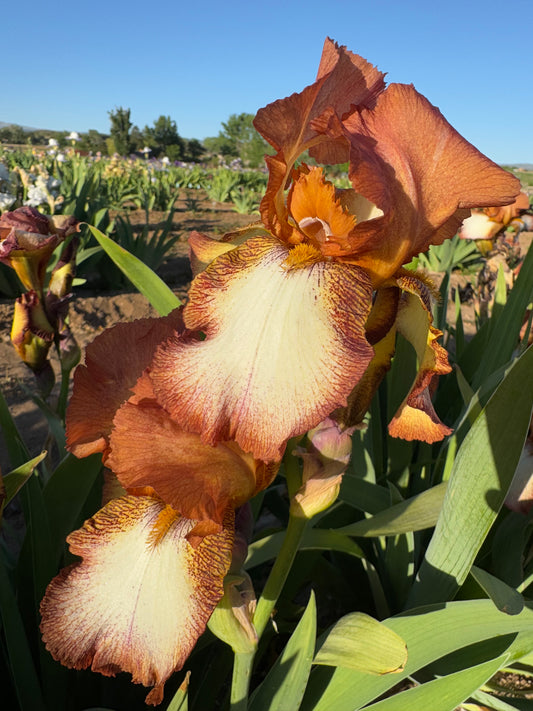 Noid 3.17 Bronze white