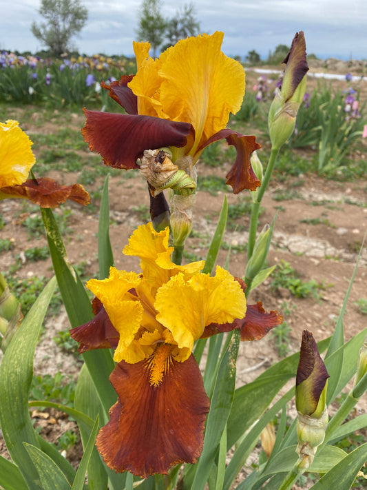 Noid 28.45 Yellow and Red