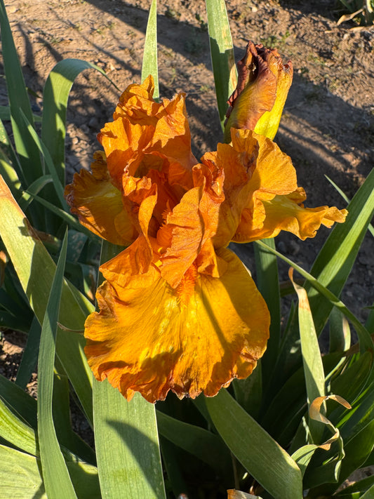 Golden Gaga