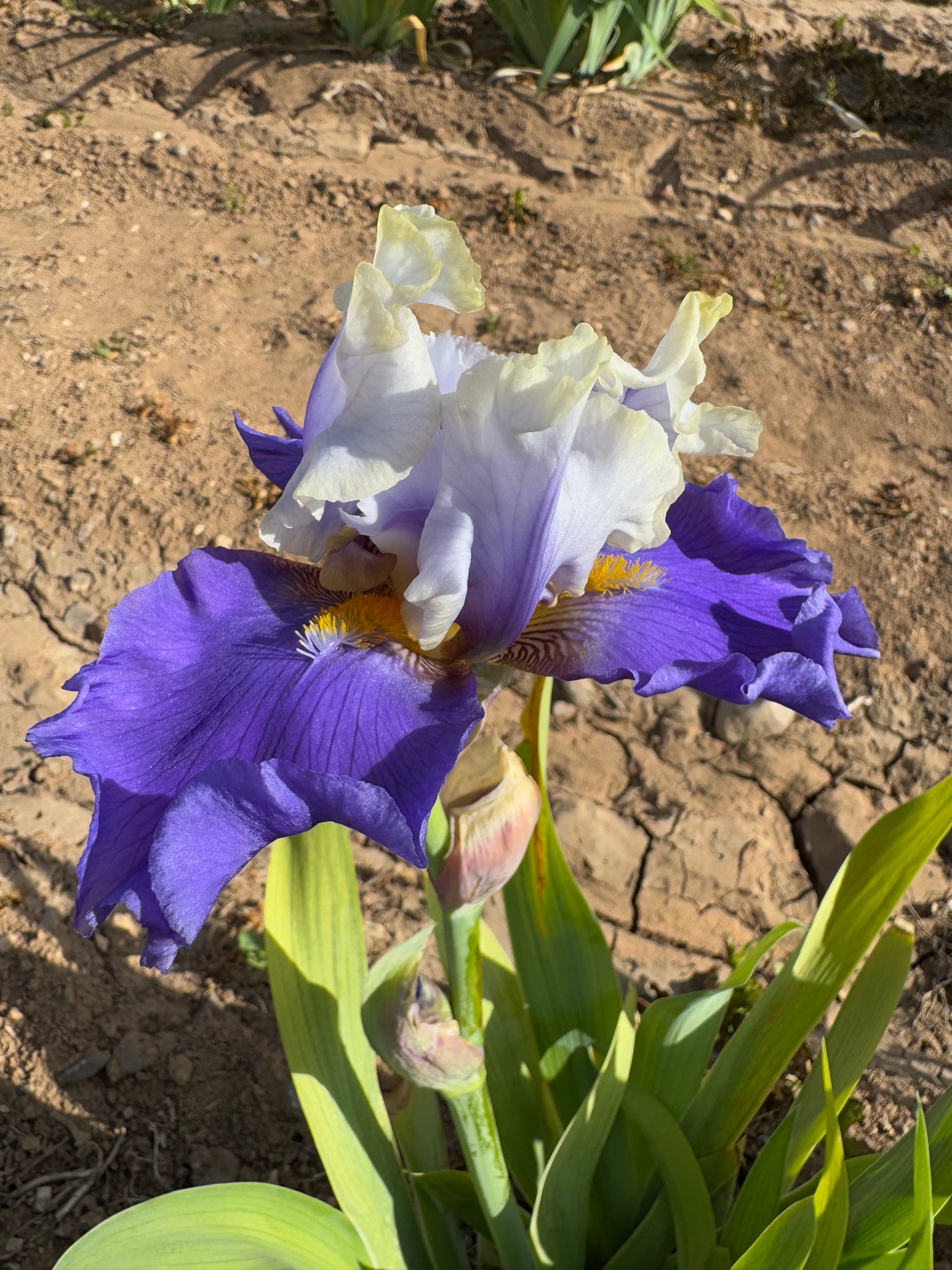 5.11 Purple and cream (4.20)