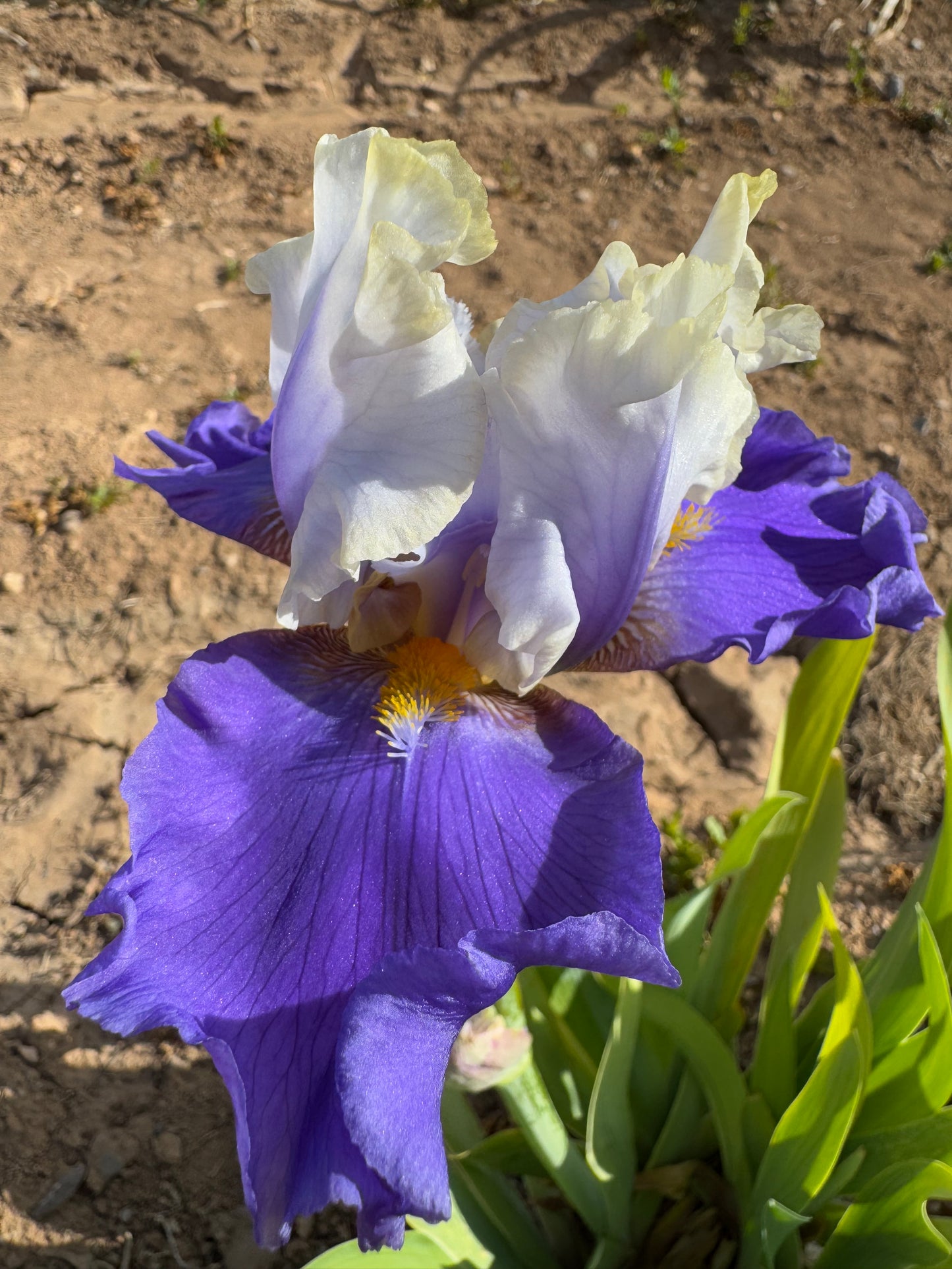 5.11 Purple and cream (4.20)