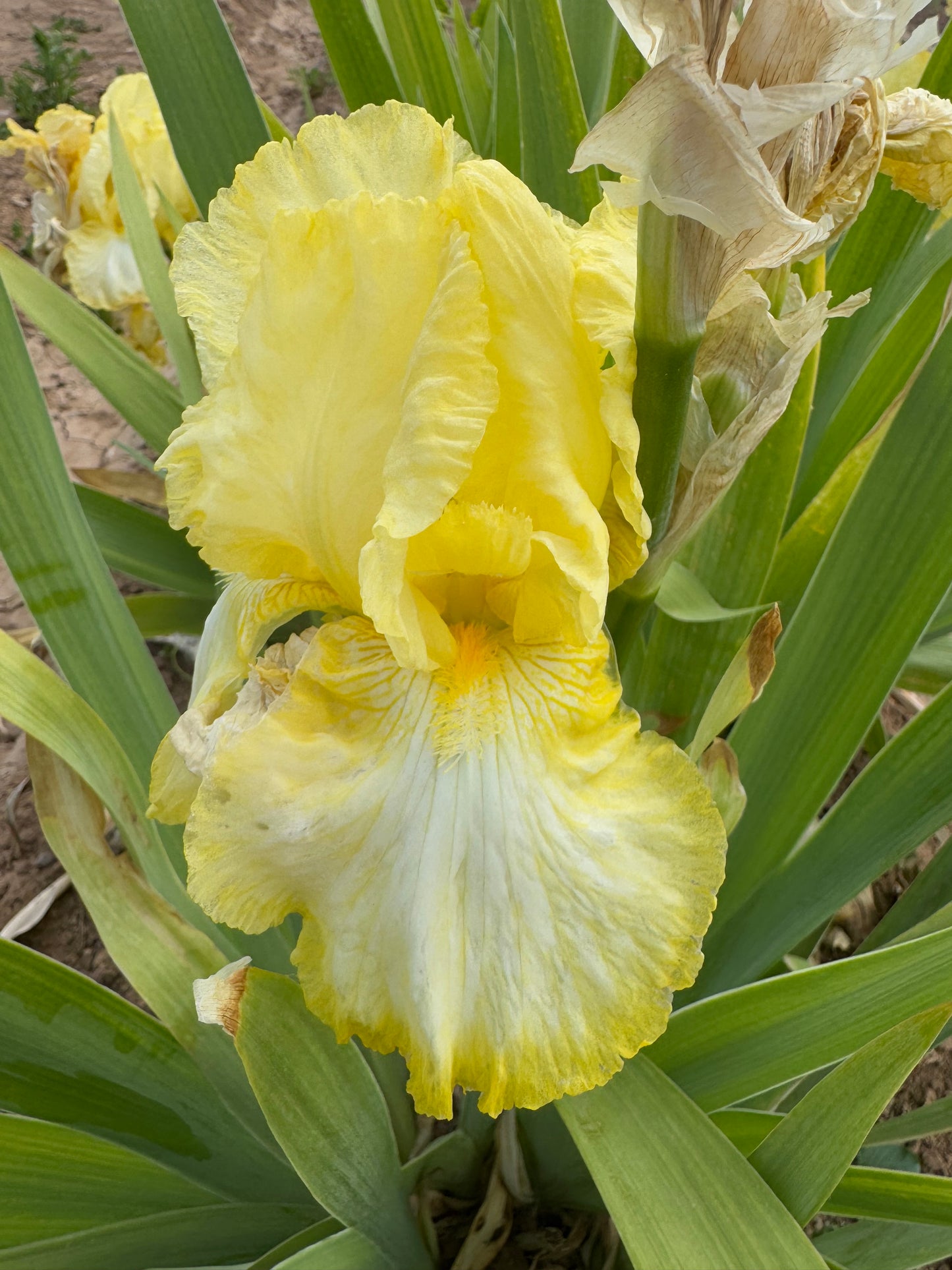 Noid 5.5 Yellow