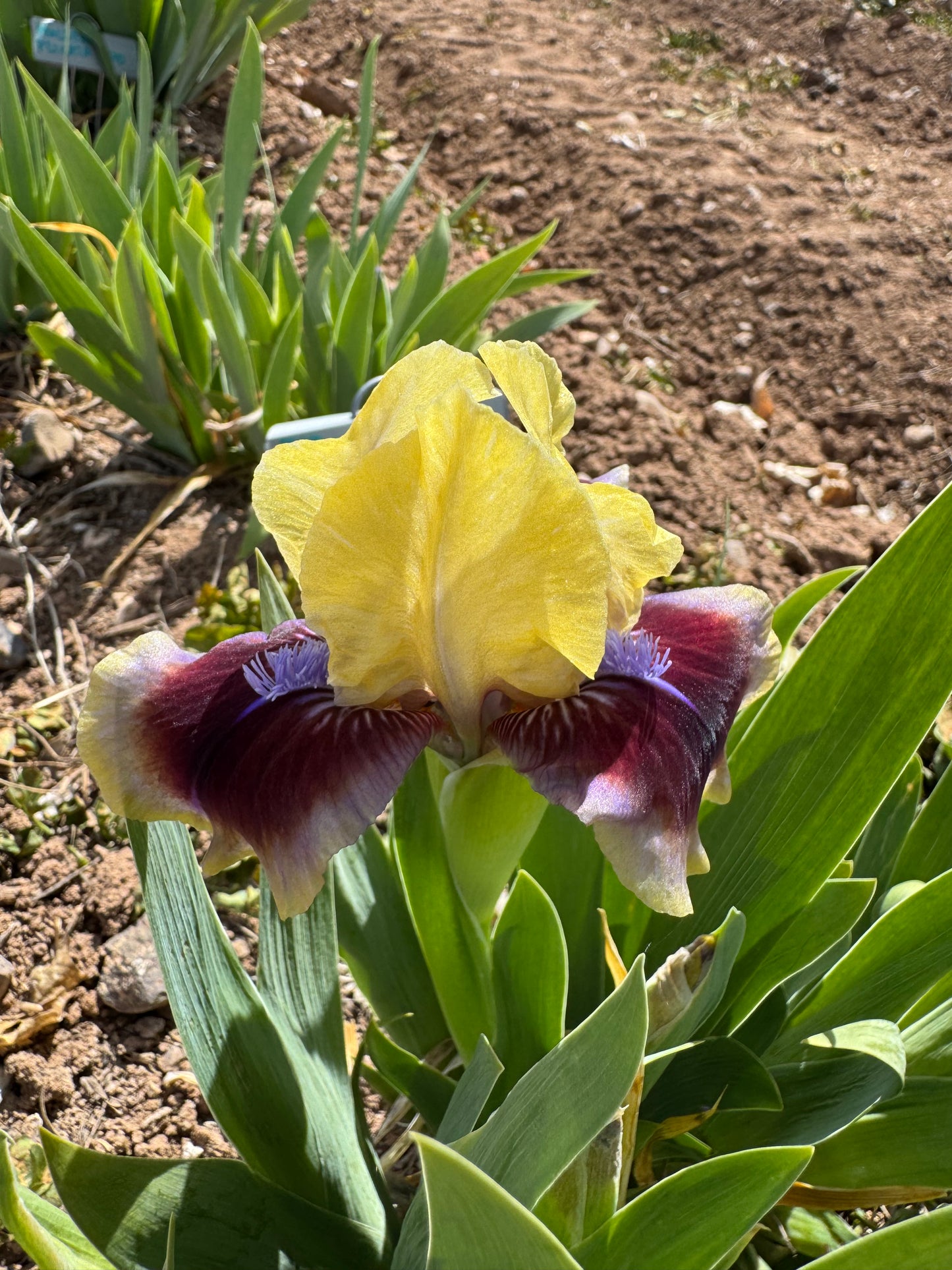 Noid 48.35 Yellow/maroon dwarf