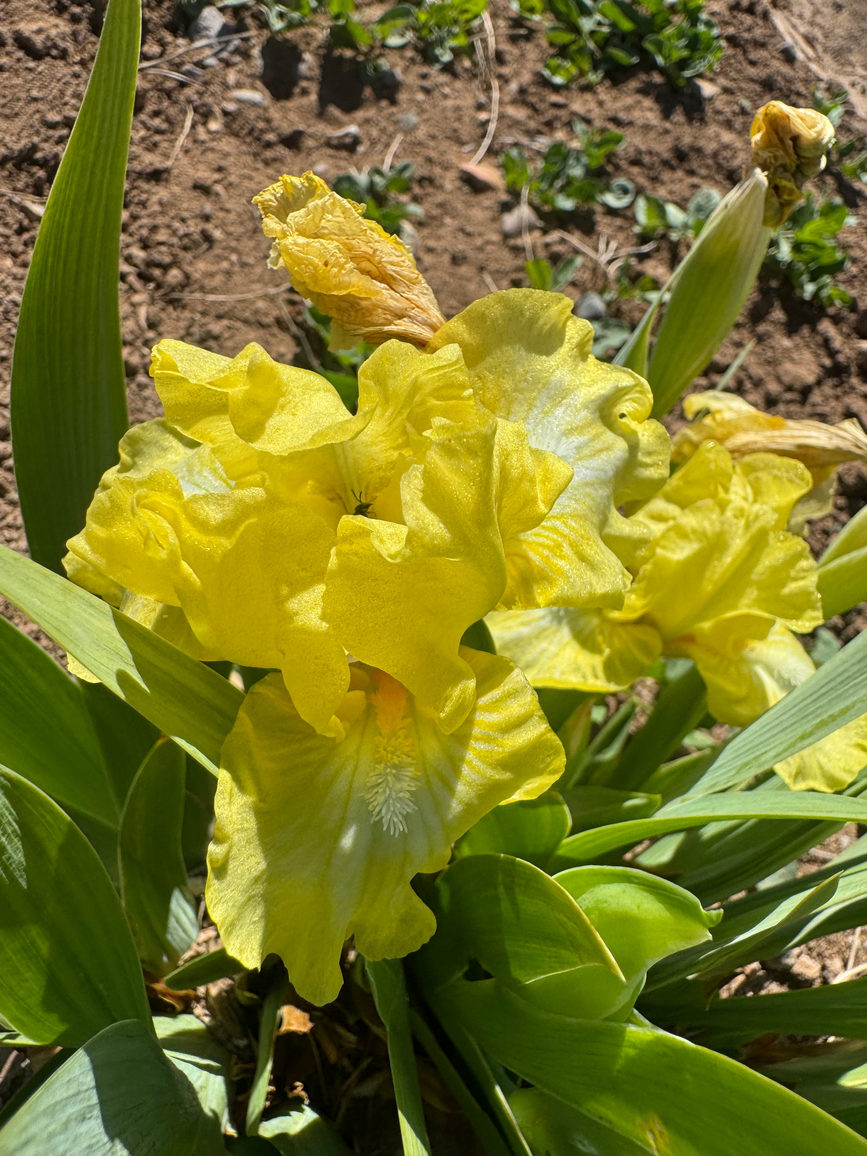 Pop Ripples Lemon Drop Pop – Ripple Effect Iris Farm