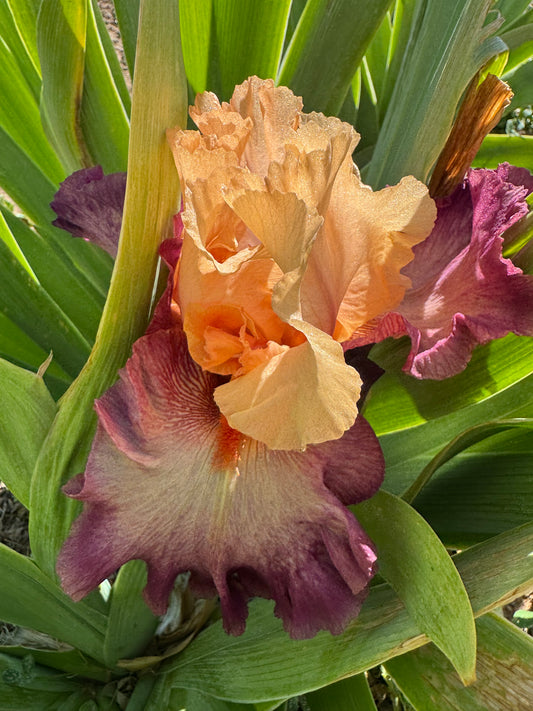 Boundless Beauty