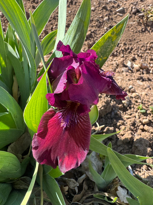 Noid 48.19 Cranberry dwarf