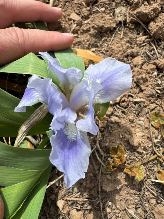Noid 48.25 Light blue with purple spot dwarf