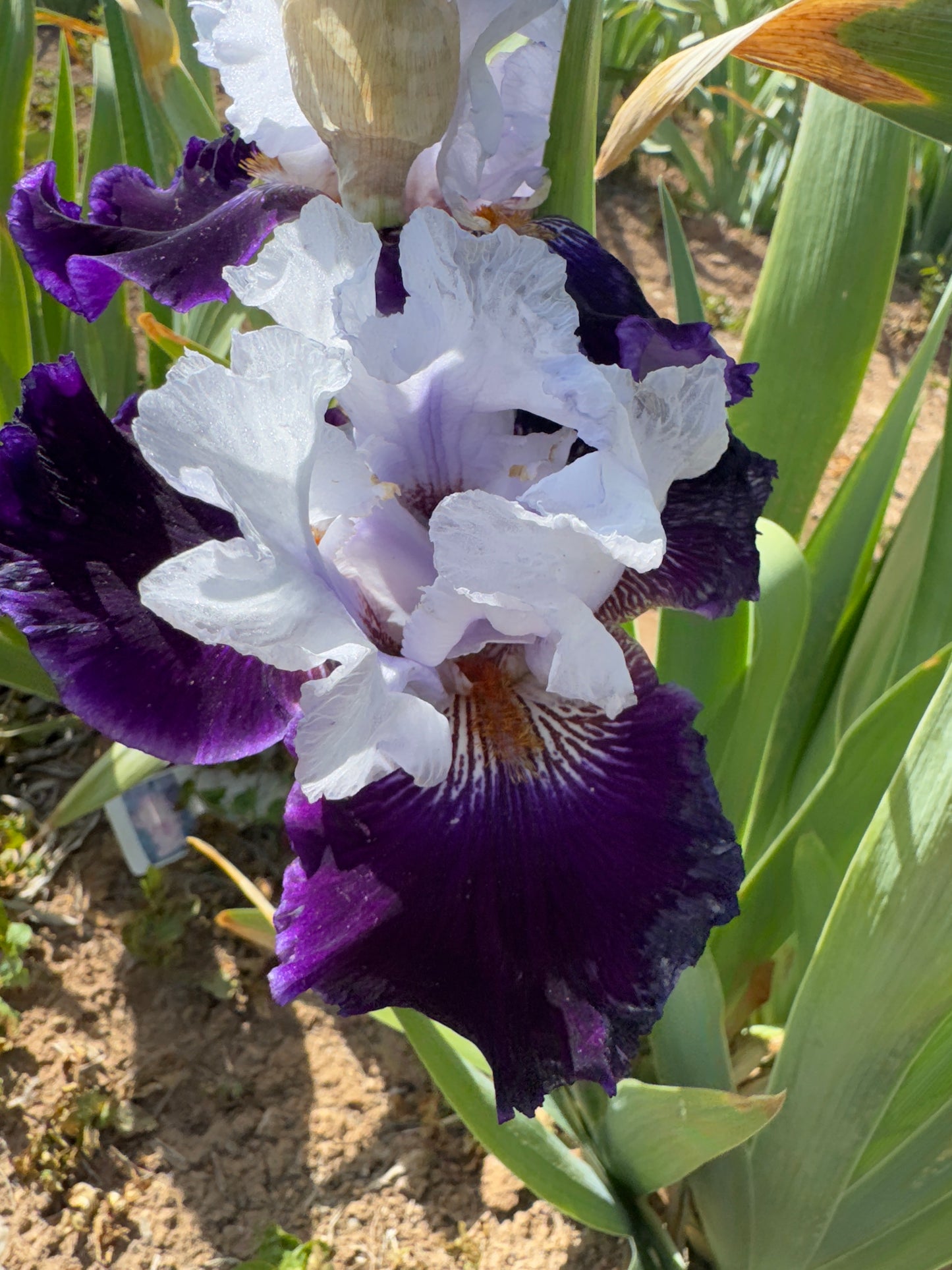Brings Me Joy (NEW REGISTERED IRIS)