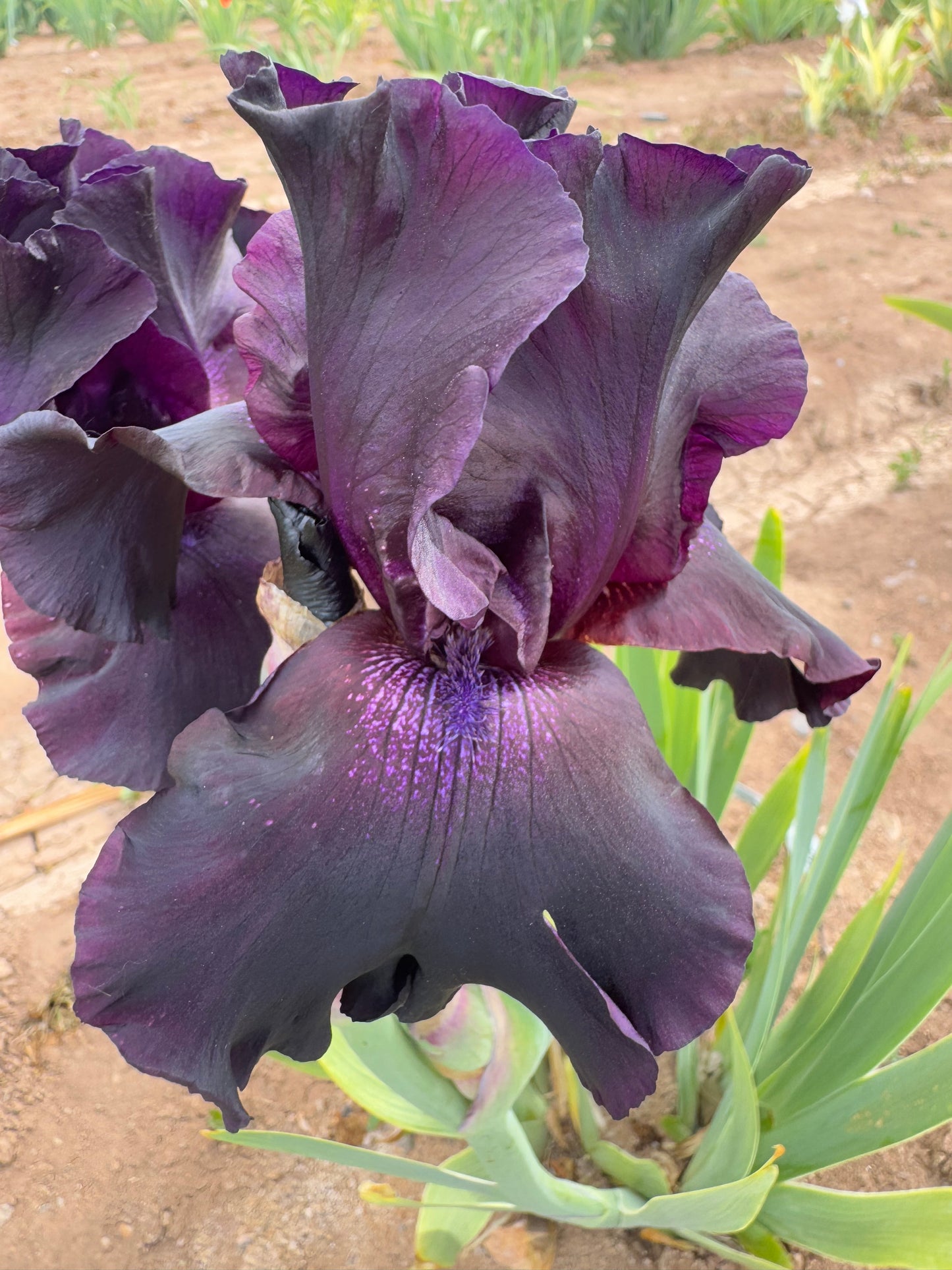 Noid 3.02 dark purple