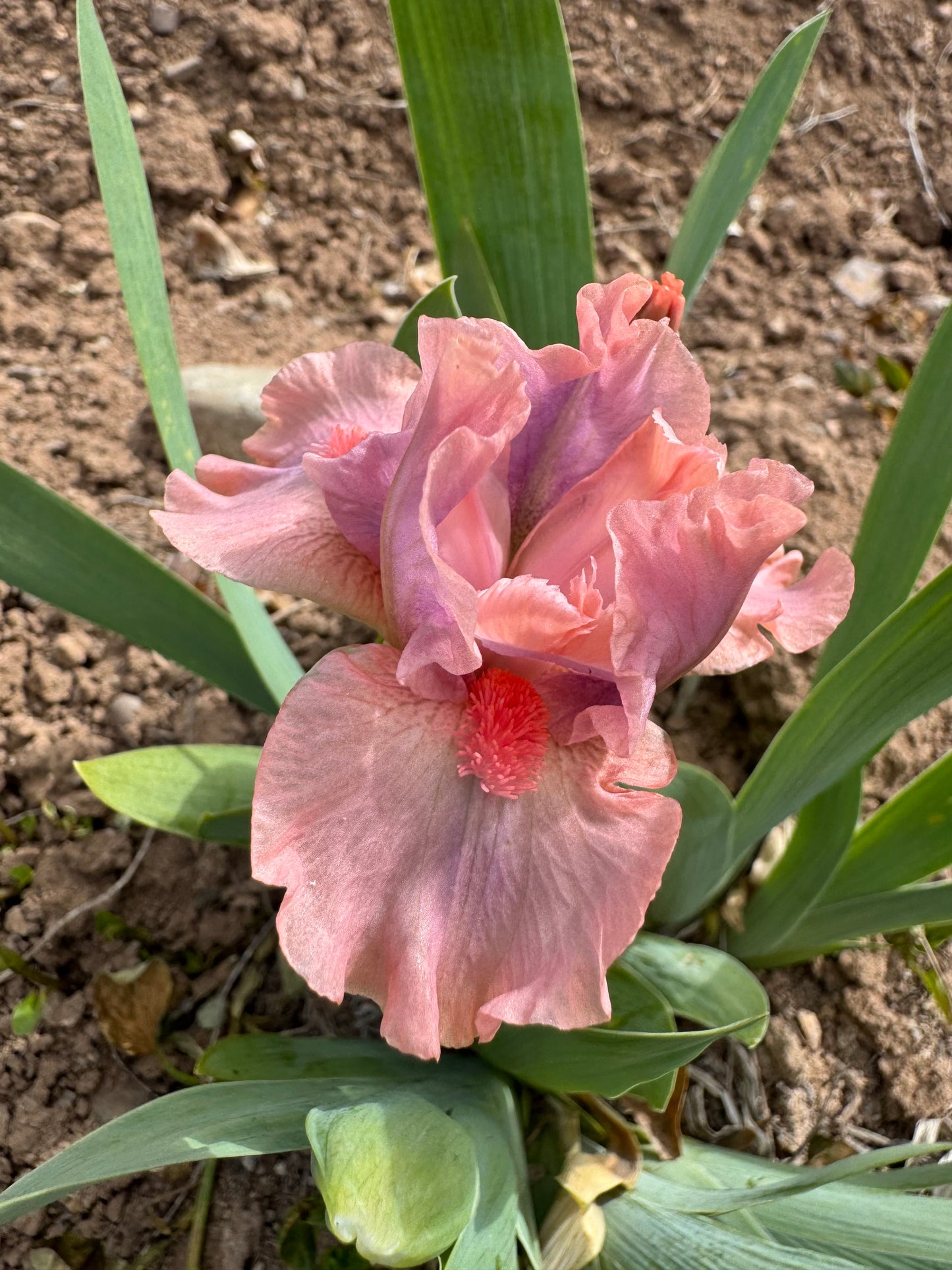 Lovable Pink
