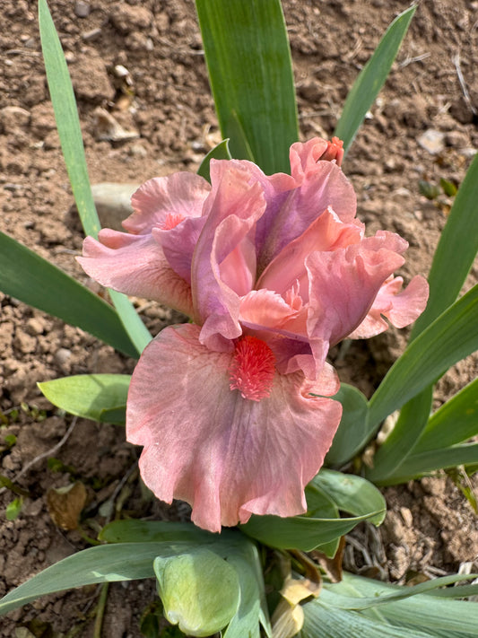 Lovable Pink
