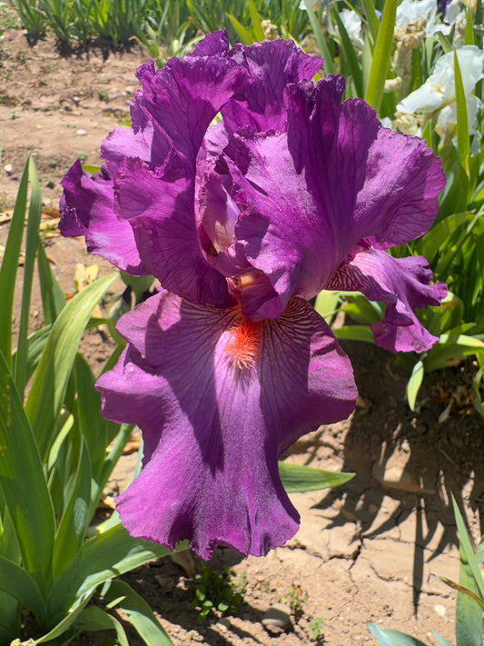 Noid 23.16 Orchid purple