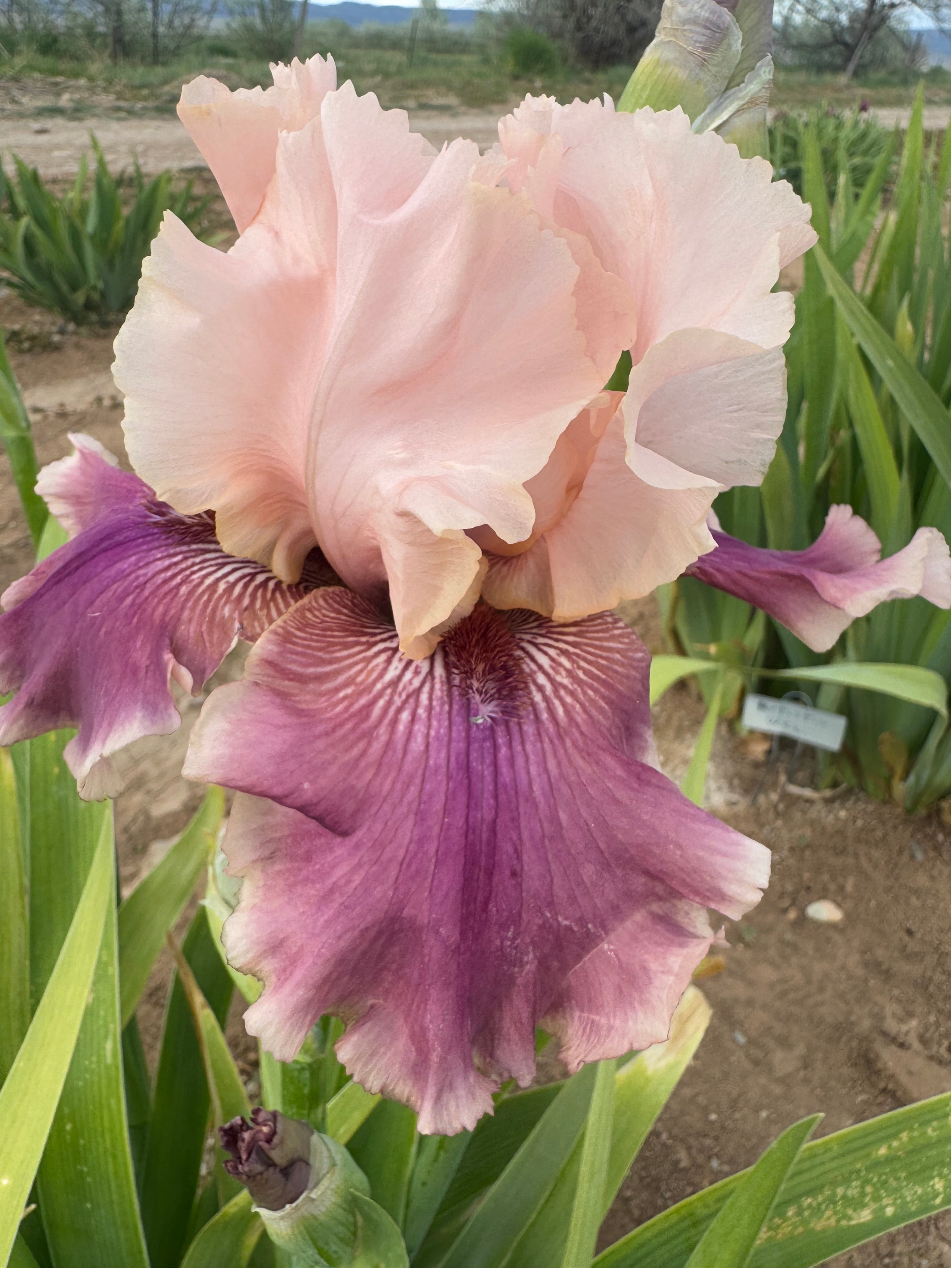 Annabelle Rose – Ripple Effect Iris Farm