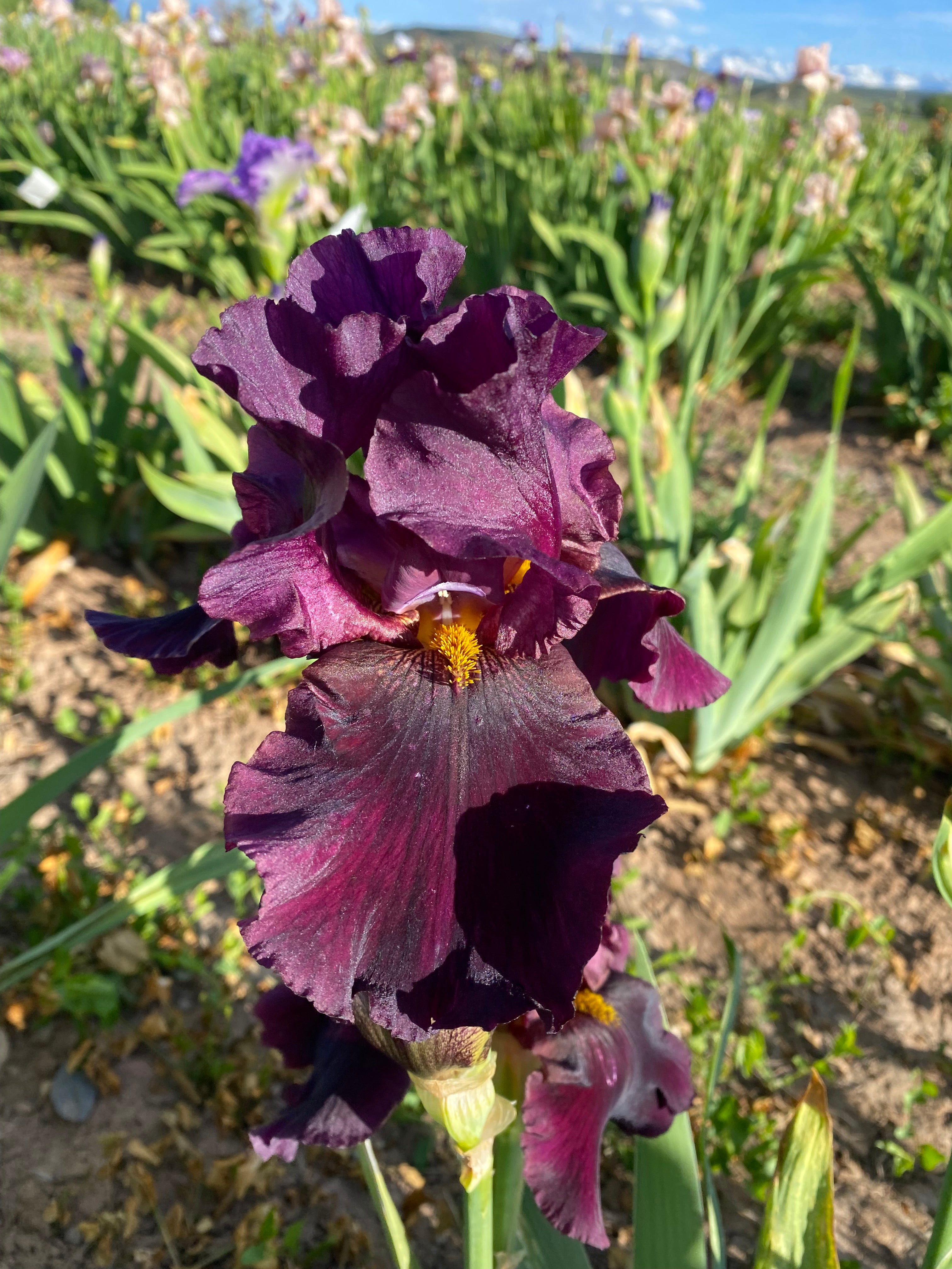Black Fantasy – Ripple Effect Iris Farm