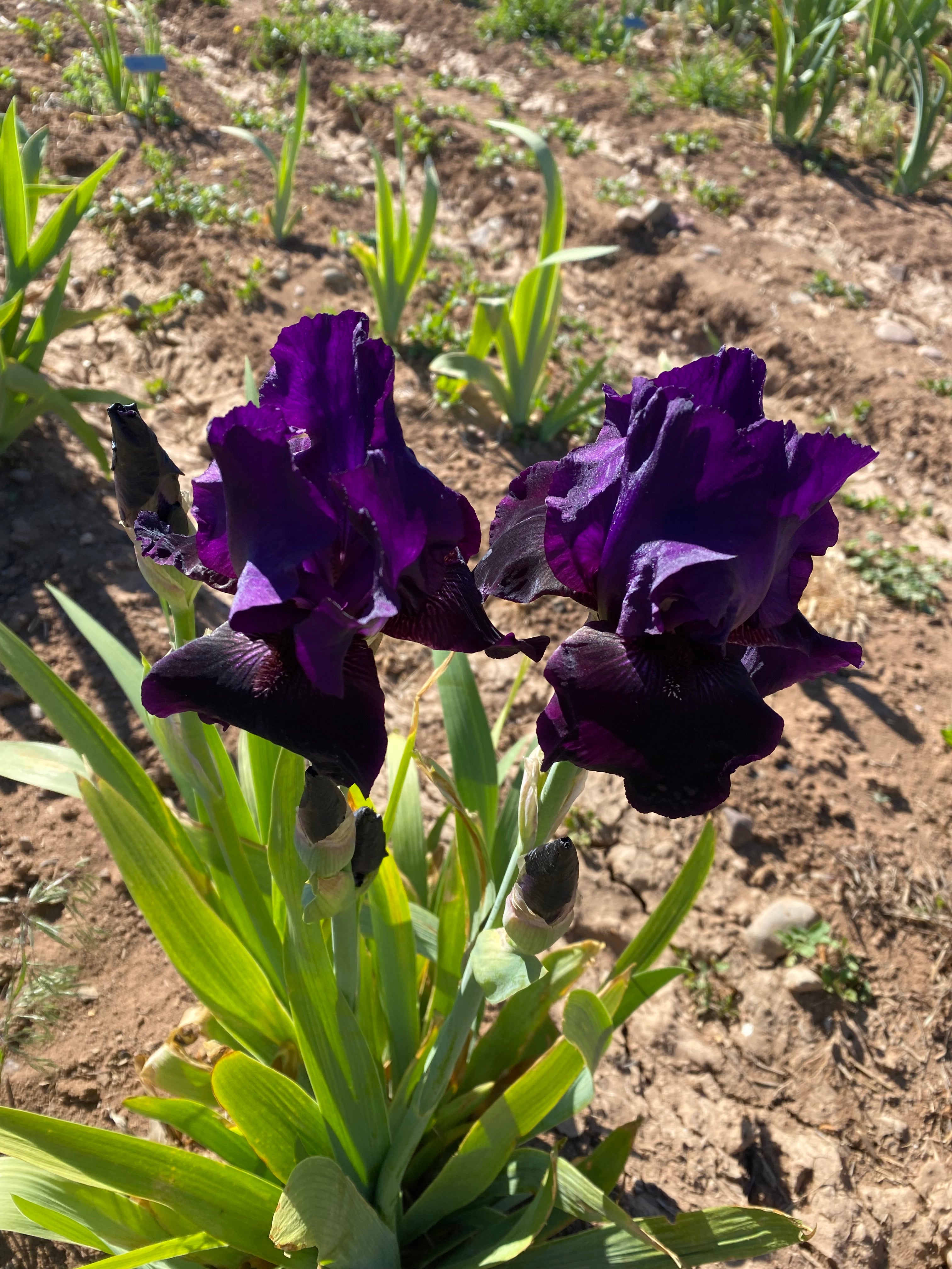 Flag Ripple Effect Transparent Black Flag – Ripple Effect Iris Farm